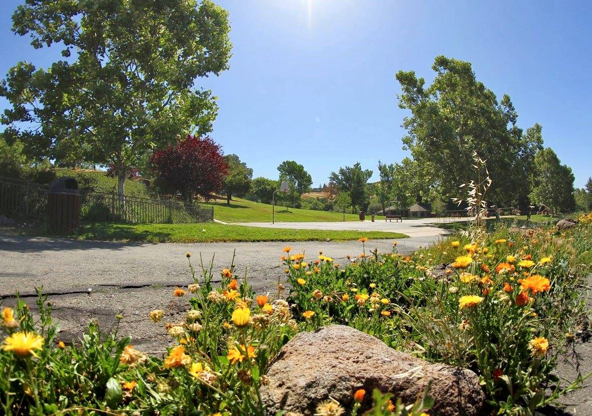 West Commons Tree Planting & Irrigation